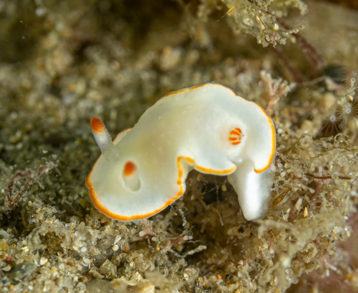 Diversidoris aurantionodulosa - Gold Coast Seaway, Seaworld Dr, Main Beach QLD 4217, Australia