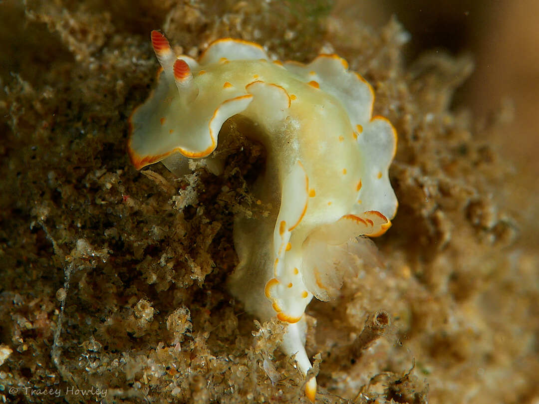 Diversidoris aurantionodulosa - Tallebudgera Creek, Gold Coast QLD, Australia