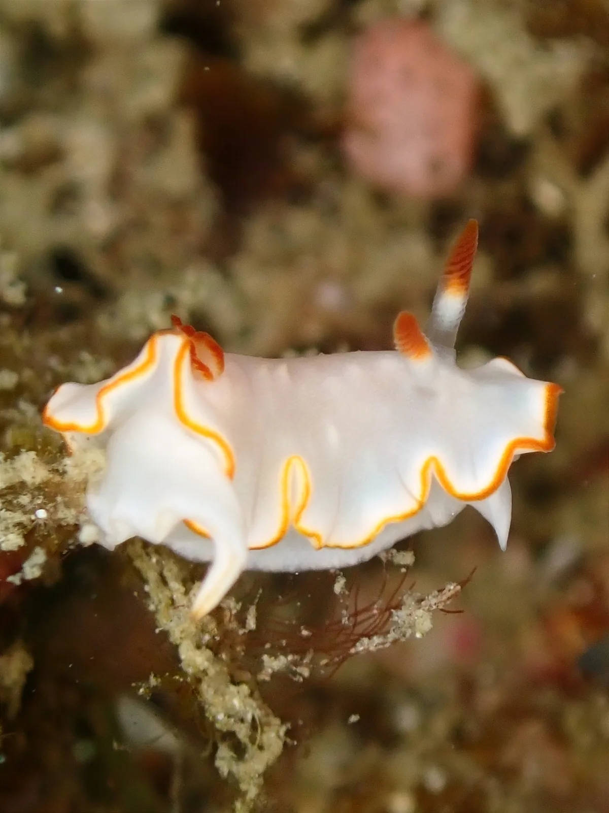 Diversidoris aurantionodulosa - Pelangan, Sekotong, West Lombok Regency, West Nusa Tenggara, Indonesia