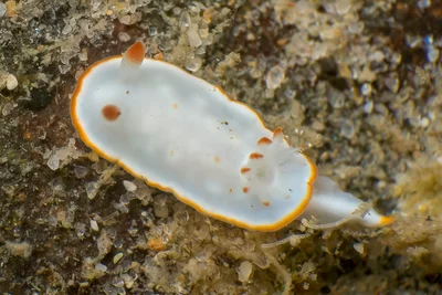 Diversidoris aurantionodulosa - Burleigh Heads, Gold Coast QLD, Australia