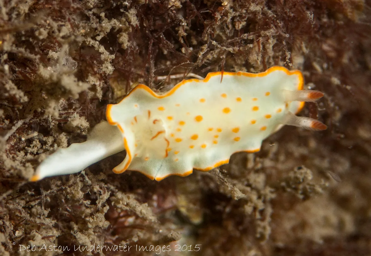 Diversidoris aurantionodulosa - Gold Coast QLD, Australia