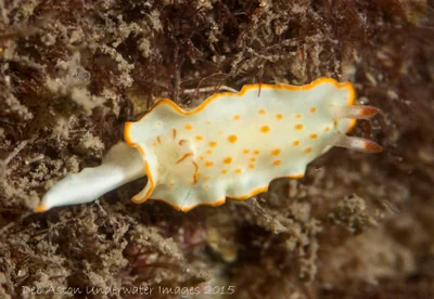 Diversidoris aurantionodulosa - Gold Coast QLD, Australia