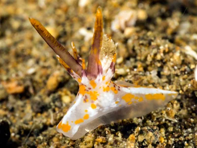 okenia-rhinorma-01