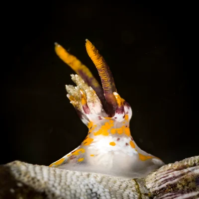 Okenia rhinorma 02
