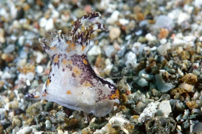Okenia rhinorma - Santa paz south, Philippines
