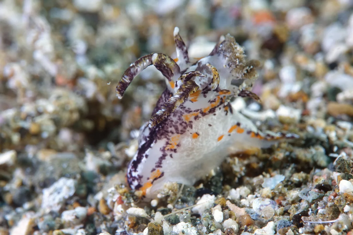 Okenia rhinorma - Santa paz south, Philippines