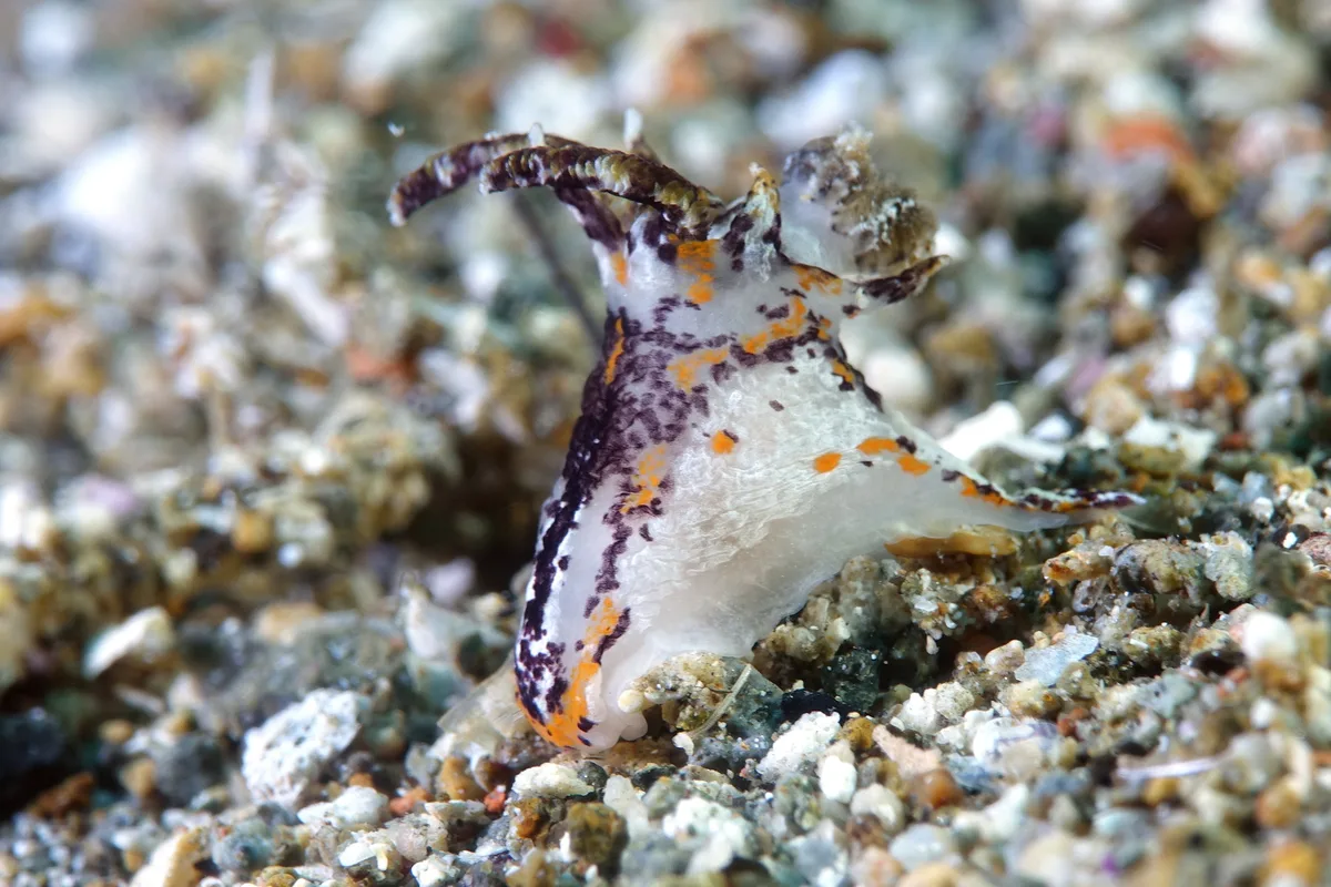 Okenia rhinorma - Santa paz south, Philippines