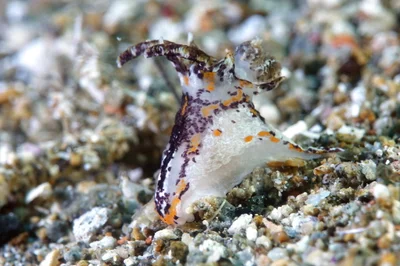 Okenia rhinorma - Santa paz south, Philippines