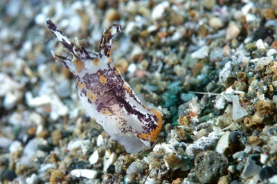 Okenia rhinorma - Santa paz south, Philippines