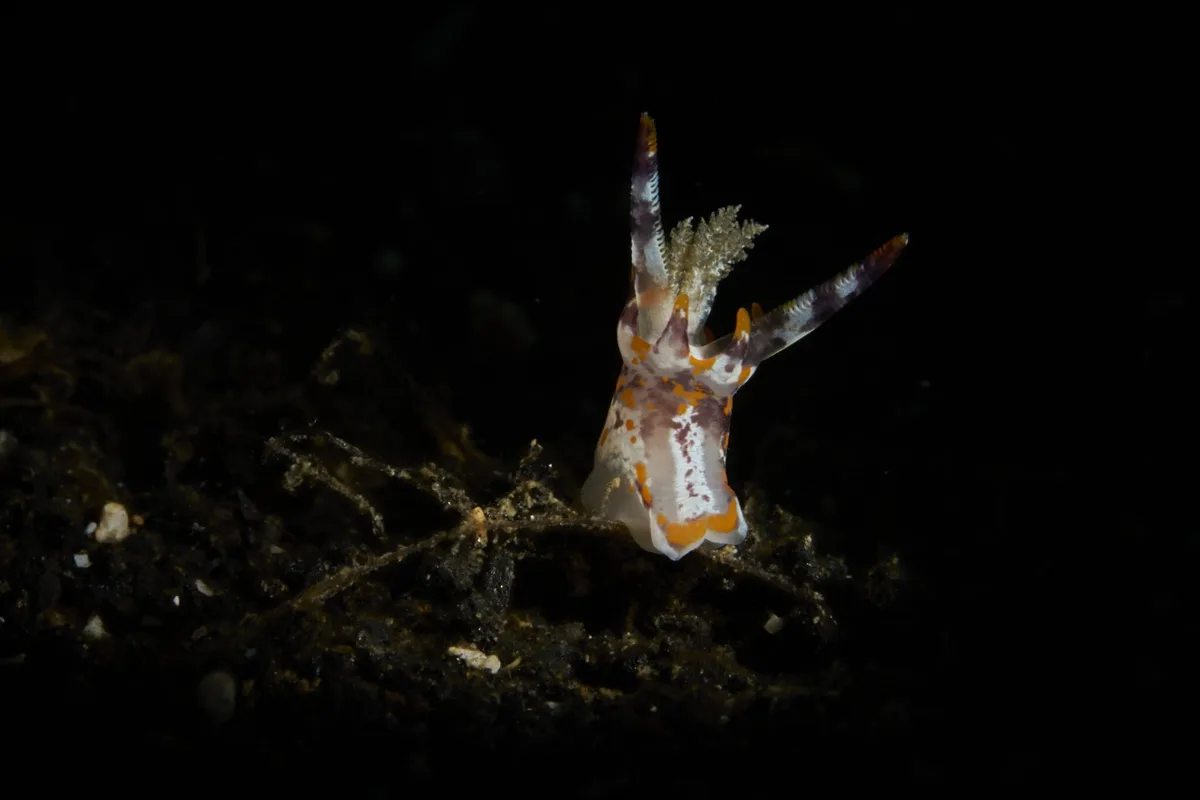 Okenia rhinorma - Bitung, Bitung City, North Sulawesi, Indonesia