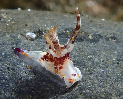 Okenia rhinorma - L'Étang-Salé, RE-PL, RE