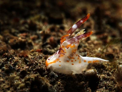 Okenia rhinorma - Sunken yacht, Camiguin