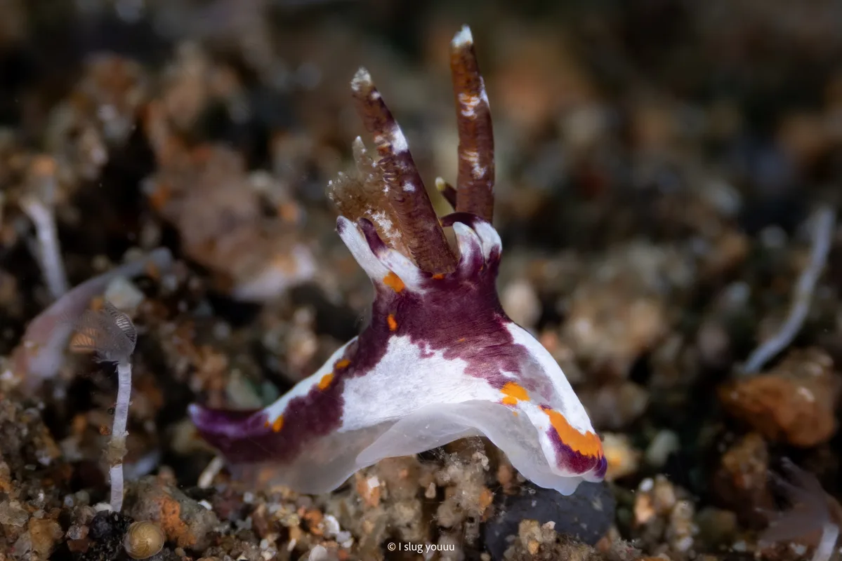 Okenia rhinorma - South China Sea, Calabarzon, PH