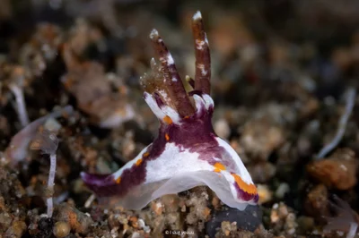 Okenia rhinorma - South China Sea, Calabarzon, PH
