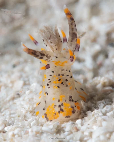 Okenia rhinorma - Mu Ko Surin, MM-TN-KG, MM-TN, MM