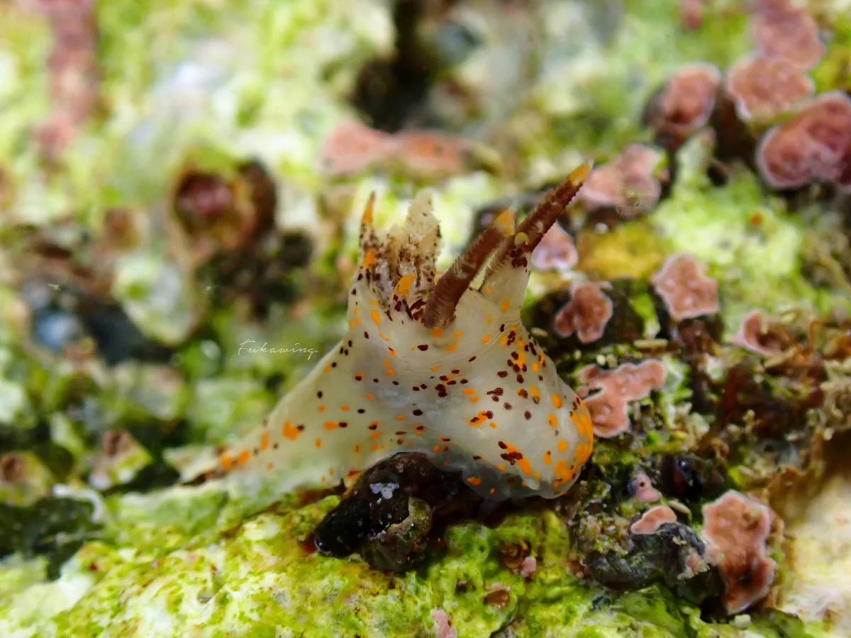 Okenia rhinorma - Hong Kong