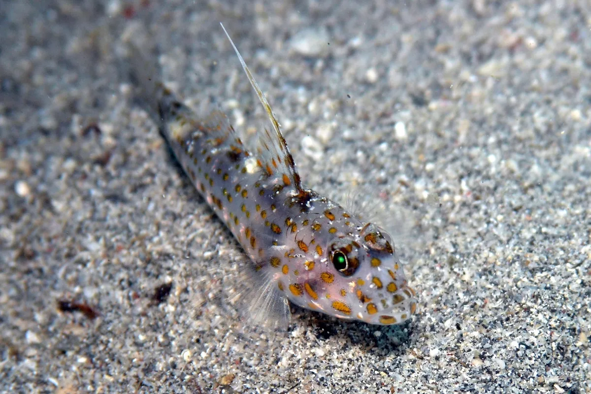 Shoulderspot Sandgoby