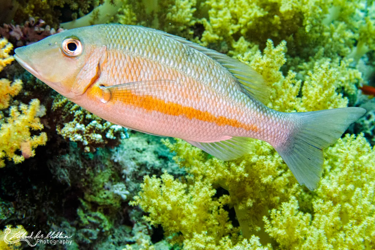Orange-Striped Emperor