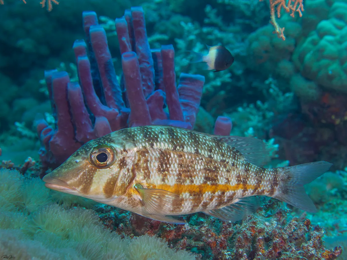 Orange-Striped Emperor