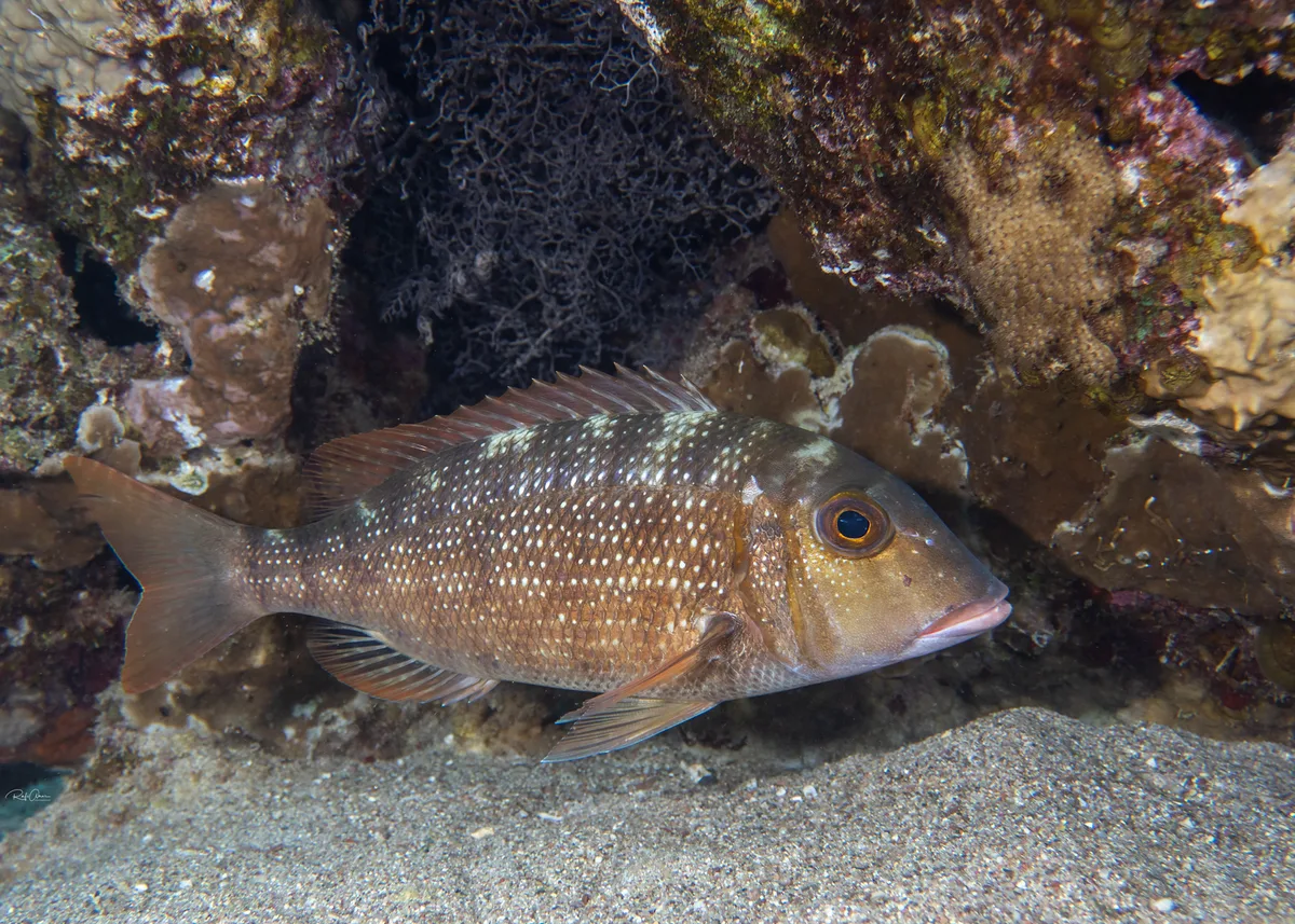Orange-Striped Emperor