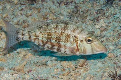 Lethrinus obsoletus (Orangestriped Emperor)