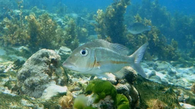 Orange-striped emperor (Lethrinus obsoletus)