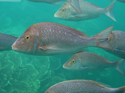 Lethrinidae>Lethrinus obsoletus Spangled Emperor IMG0931