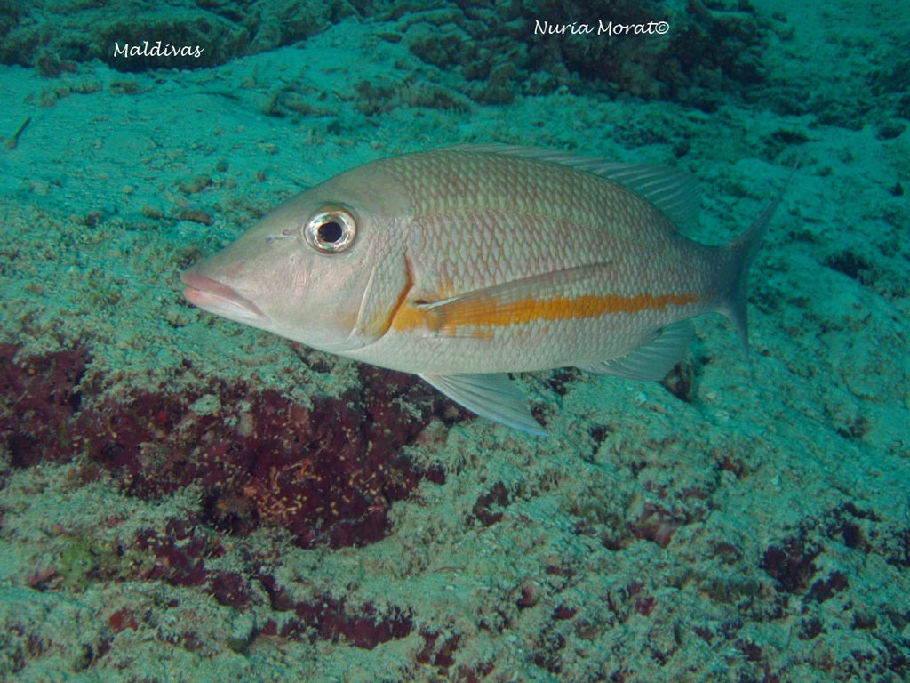 Orange Striped Empreror (lethrinus obsoletus)