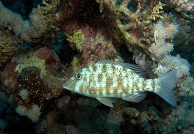 Orange-Striped Emperor