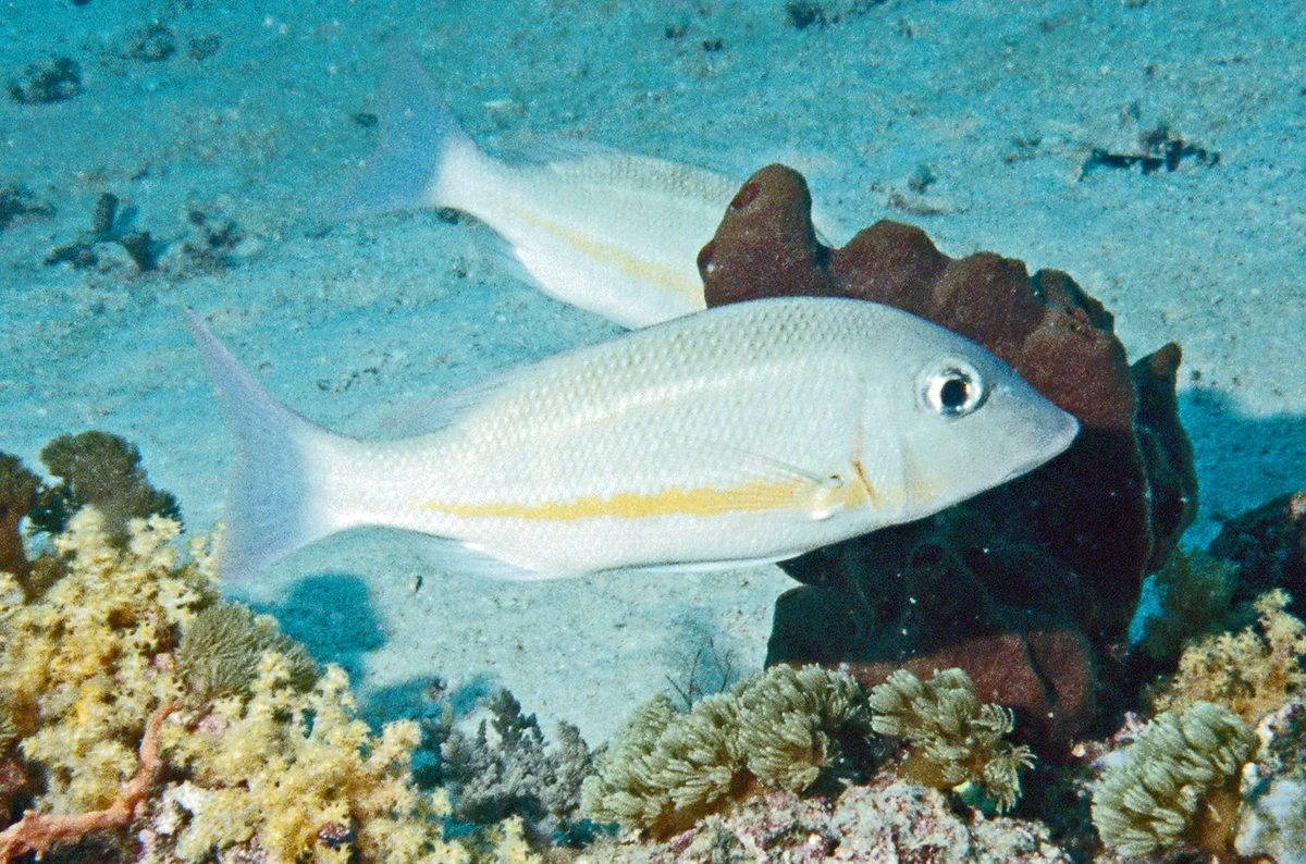 145, Bossu d'herbe , Lethrinus à ligne orange; Lethrinus obsoletus