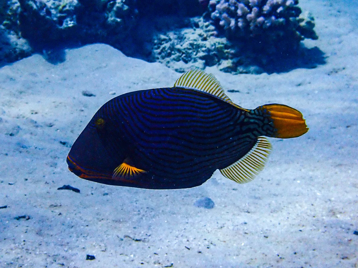 Orange-striped Triggerfish