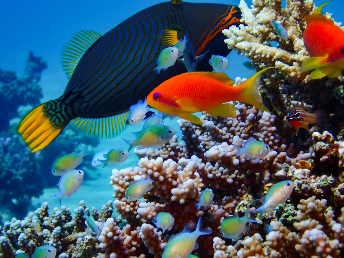 Orange-striped Triggerfish