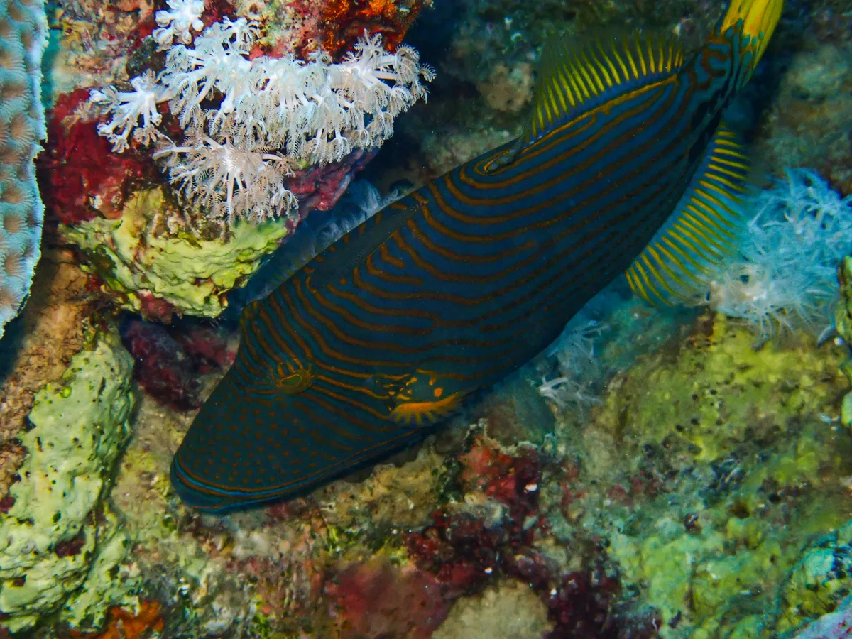 Orange-striped Triggerfish