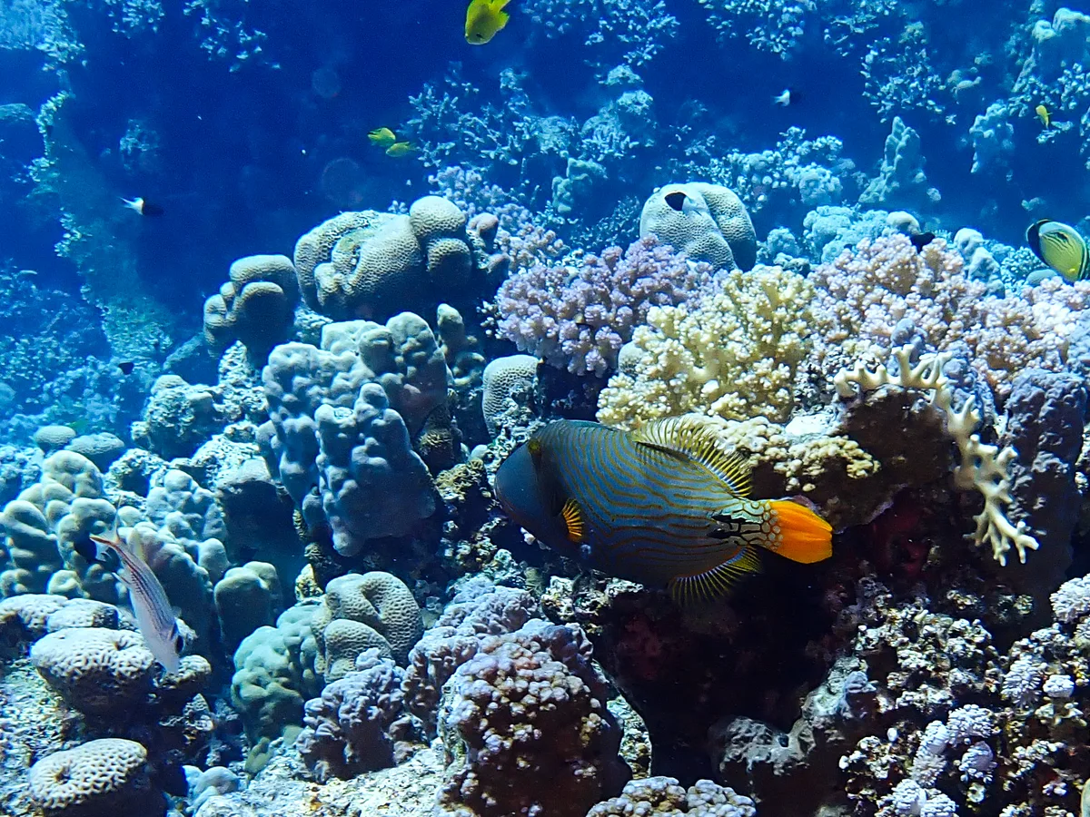 Orange-striped Triggerfish