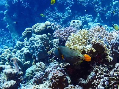 Orange-striped Triggerfish