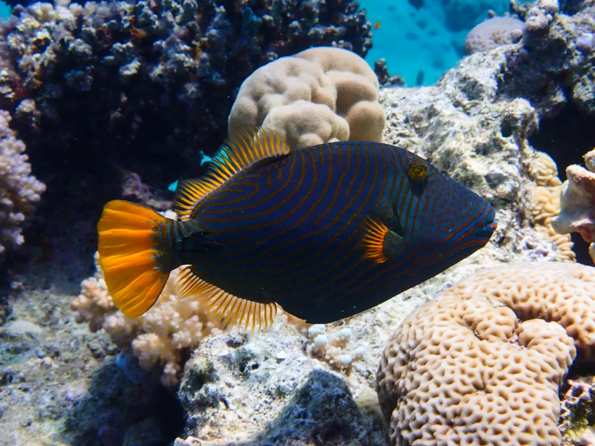 Orange-striped Triggerfish