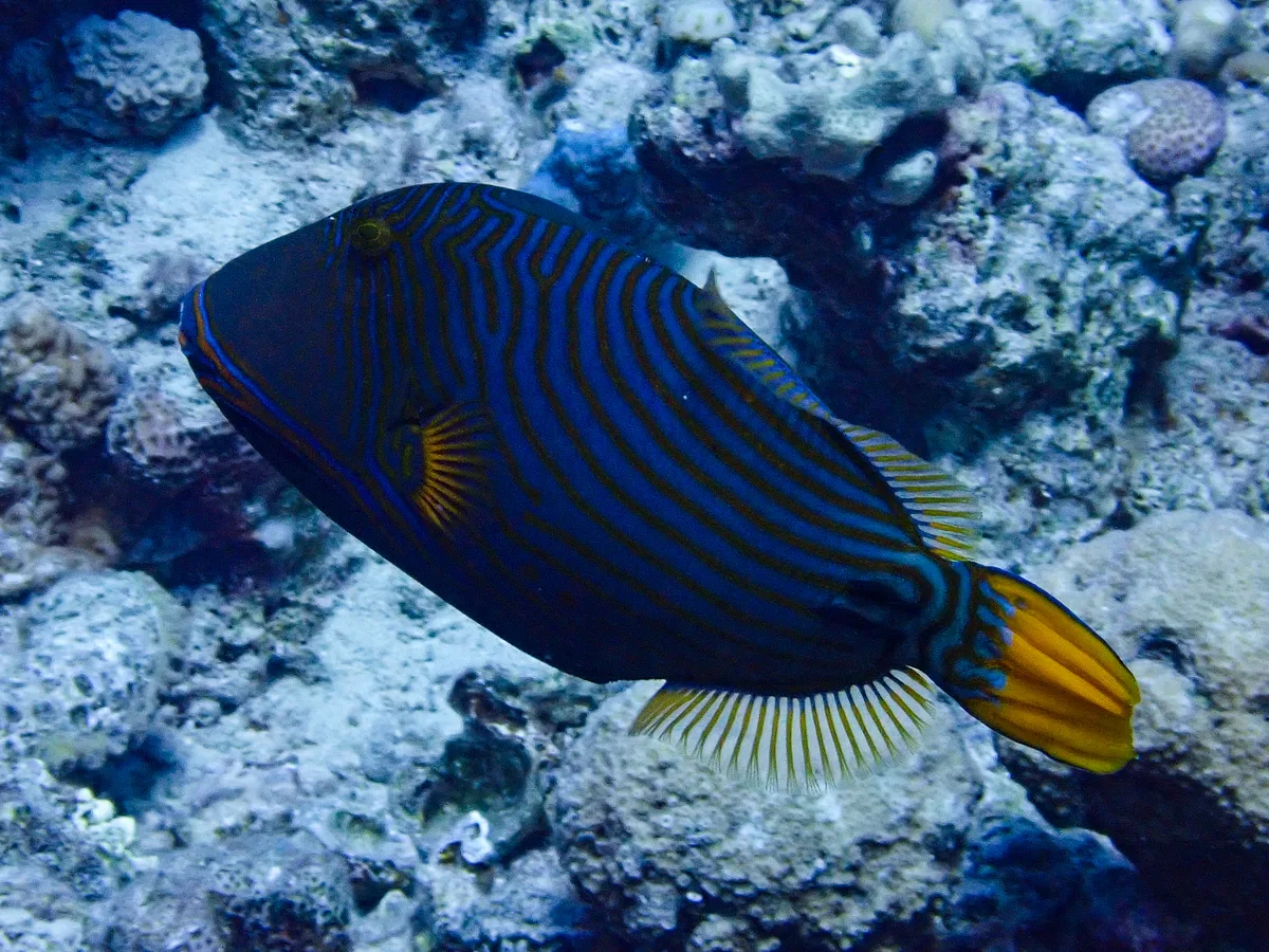Orange-striped Triggerfish