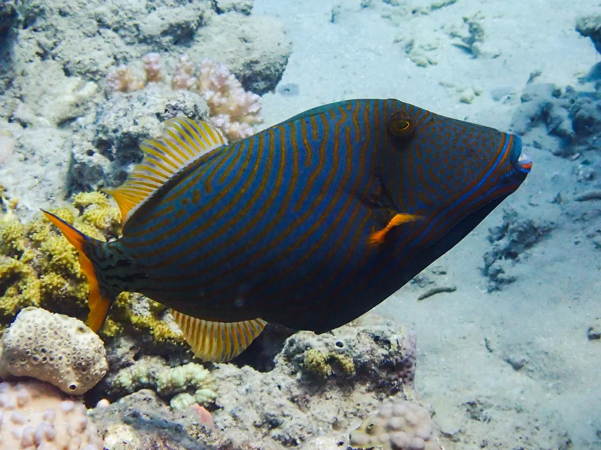 Orange-striped Triggerfish