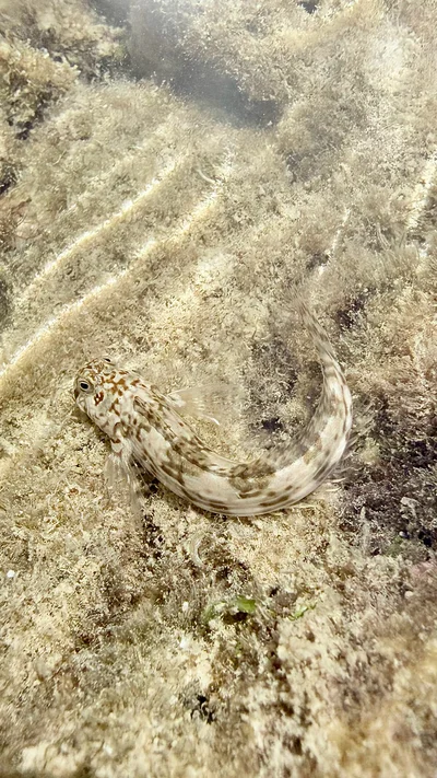 Istiblennius rivulatus - Red Sea, EG