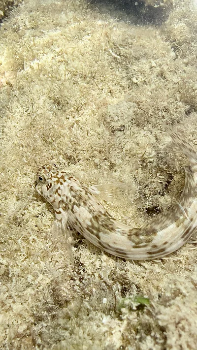 Istiblennius rivulatus - Red Sea, EG