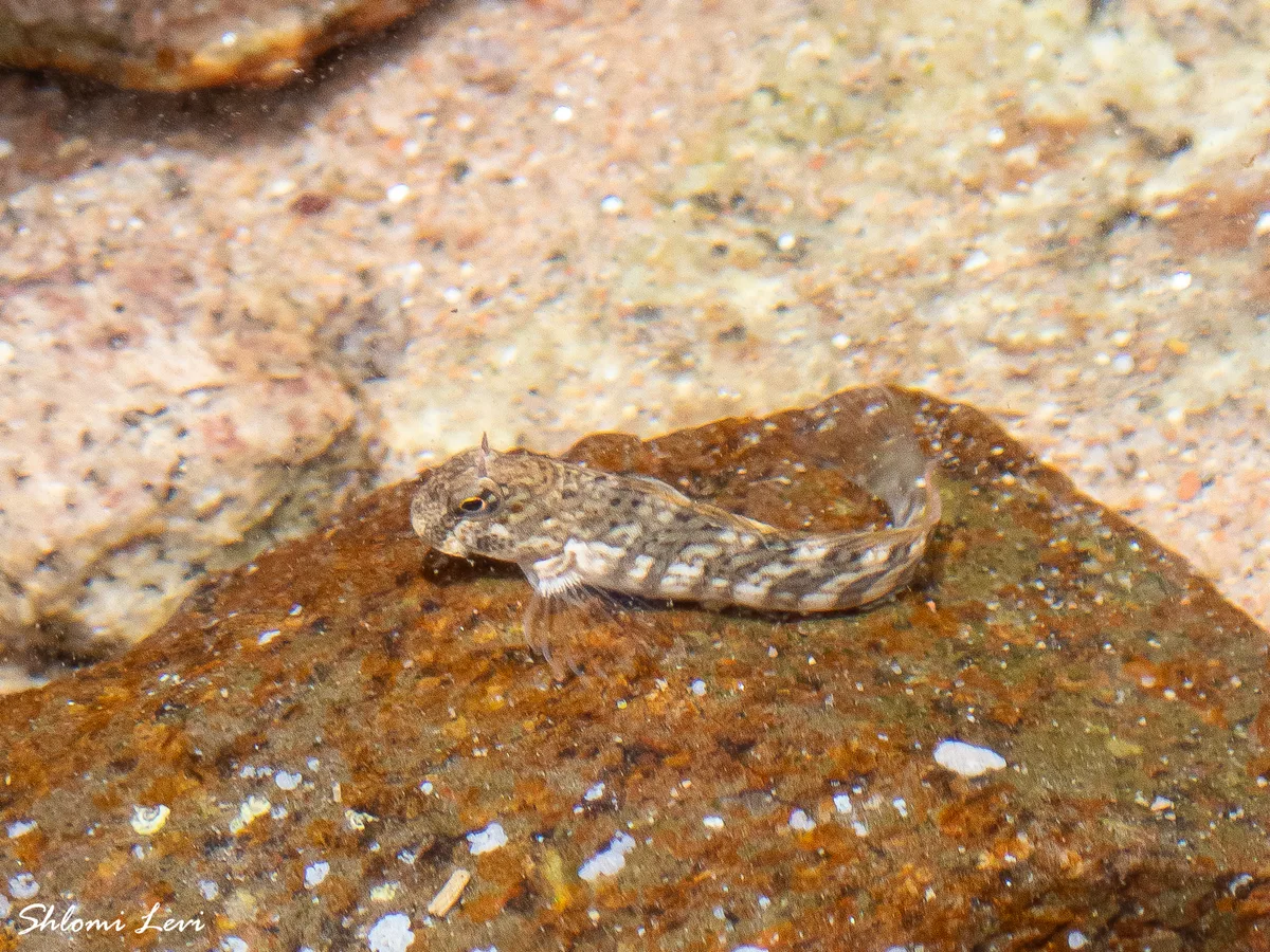 Istiblennius rivulatus - חוף צפוני אילת