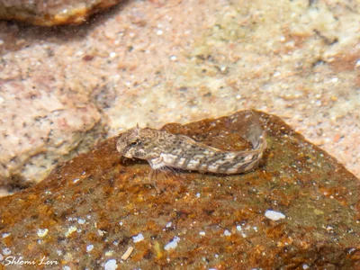 Istiblennius rivulatus - חוף צפוני אילת
