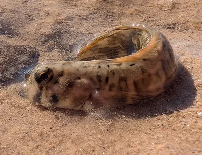 Istiblennius rivulatus - 3MRH+GGX, Nuweiba, South Sinai Governorate 8794001, Egypt