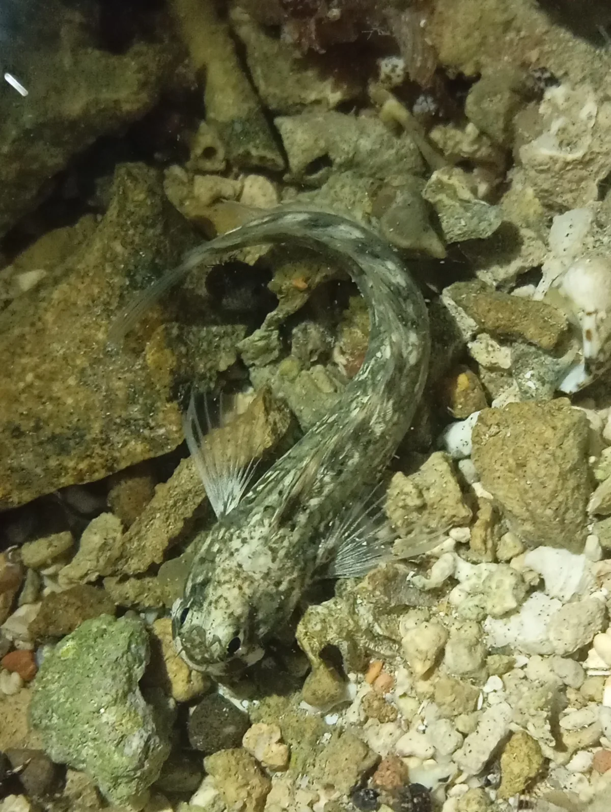 Istiblennius rivulatus - Marsa 'Alam, EG-BA, EG