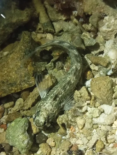 Istiblennius rivulatus - Marsa 'Alam, EG-BA, EG