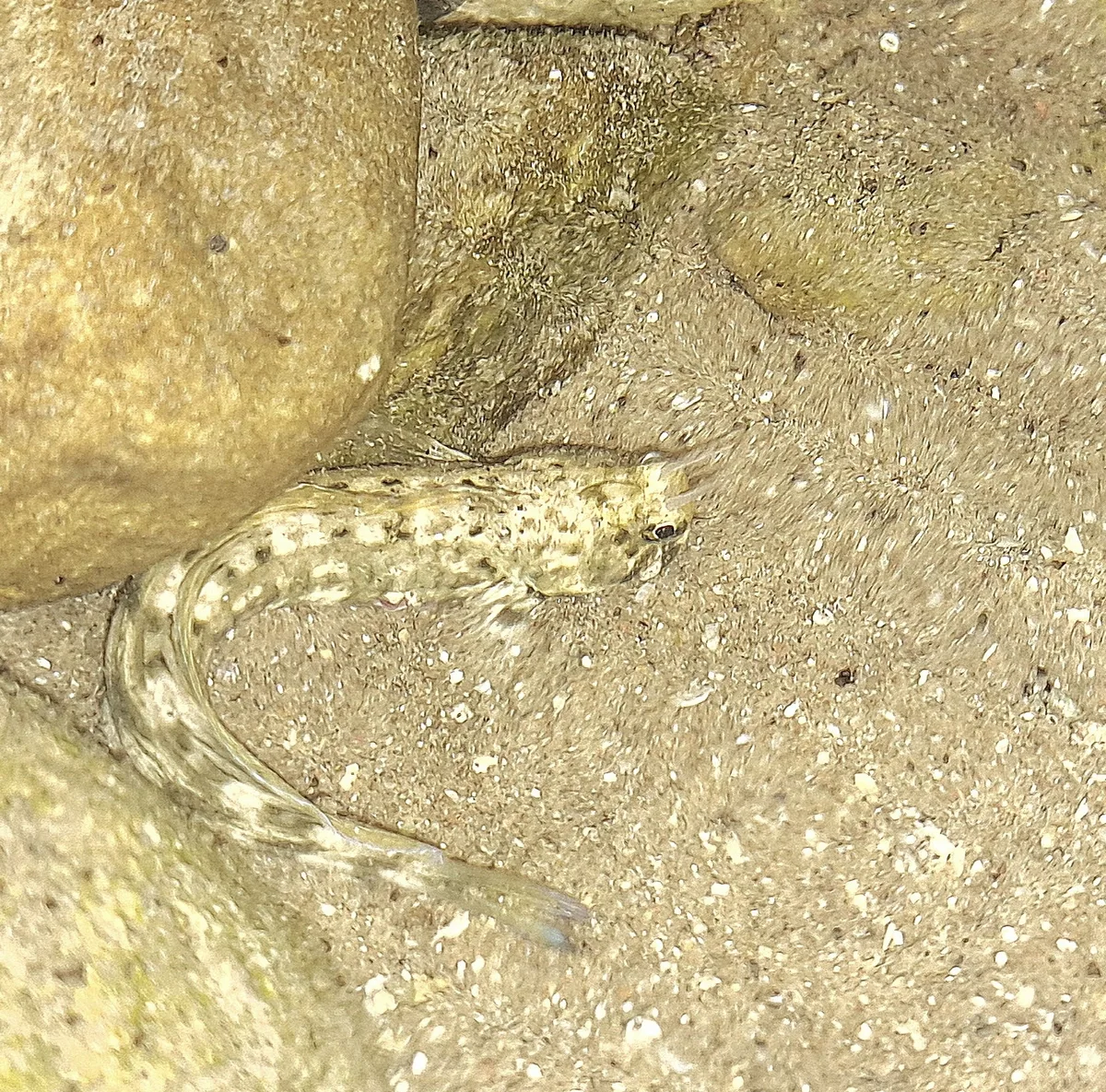 Istiblennius rivulatus - HaDarom, IL
