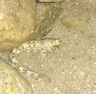 Istiblennius rivulatus - HaDarom, IL