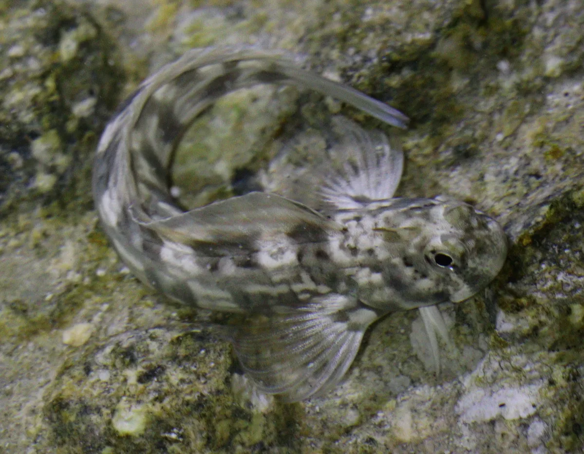 Istiblennius rivulatus - Marsa Alam, Red Sea Governorate, Egypt