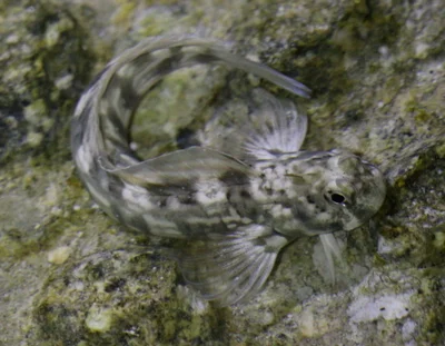 Istiblennius rivulatus - Marsa Alam, Red Sea Governorate, Egypt