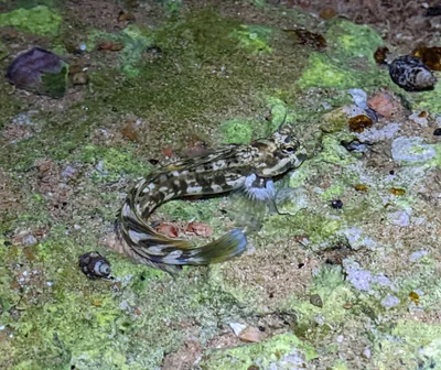 Istiblennius rivulatus - Egypt